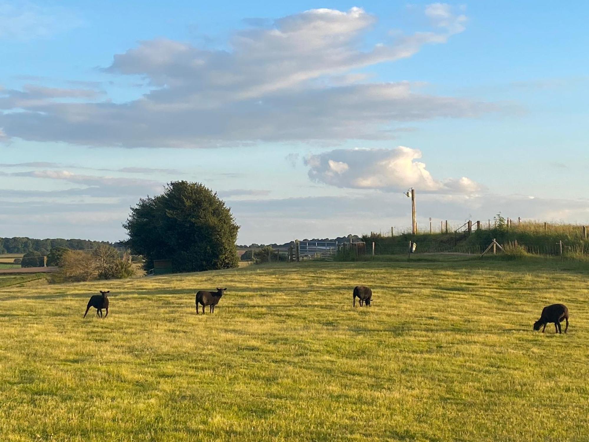 The Little John Petite Cosy Log Cabin - Sleeps 2, Great For Romantic Breaks, Couples, Single Guests, Near Sherwood Forest At Fairview Farm, Nottingham Set In 88 Acres Blidworth Eksteriør bilde