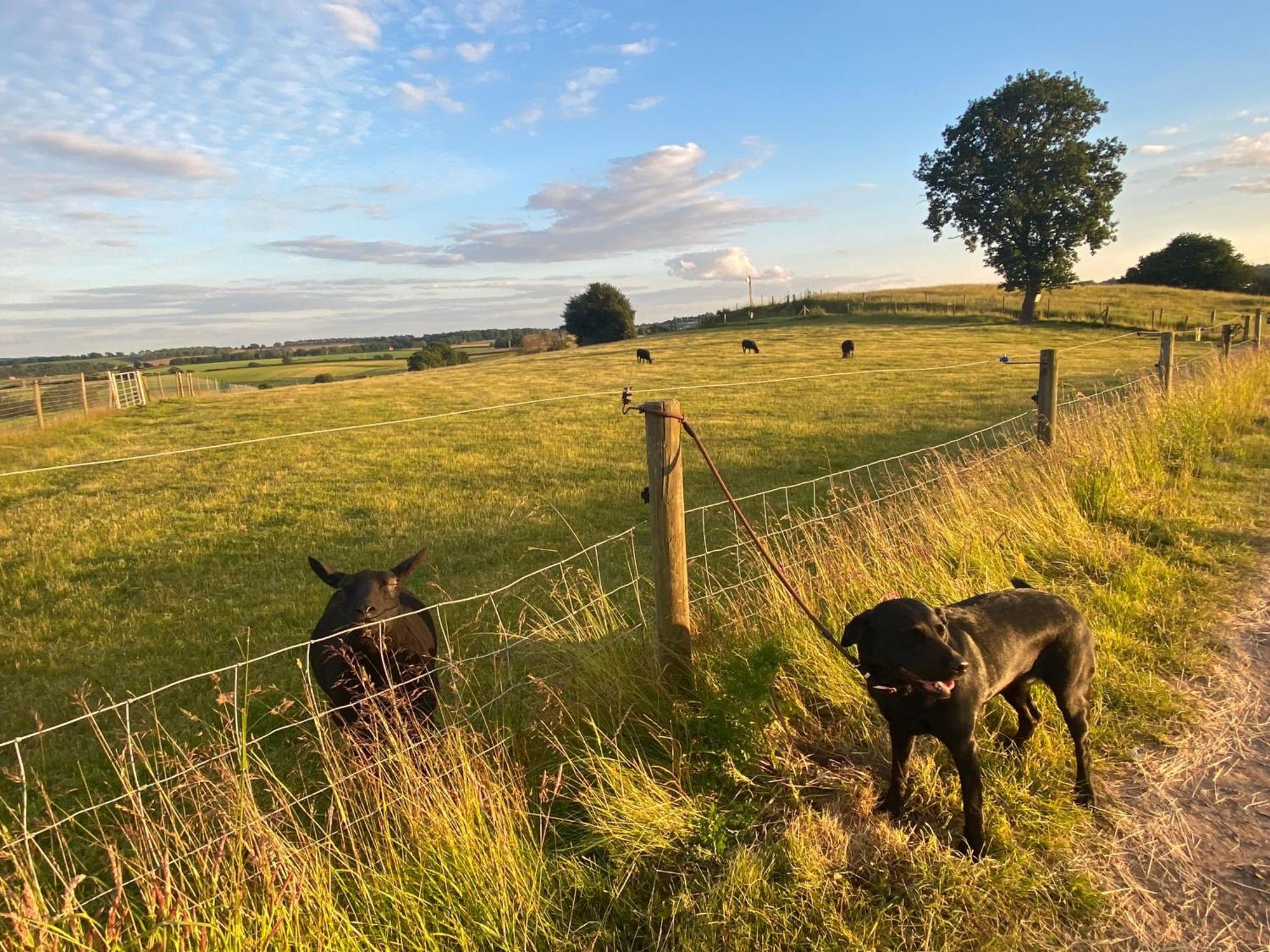 The Little John Petite Cosy Log Cabin - Sleeps 2, Great For Romantic Breaks, Couples, Single Guests, Near Sherwood Forest At Fairview Farm, Nottingham Set In 88 Acres Blidworth Eksteriør bilde